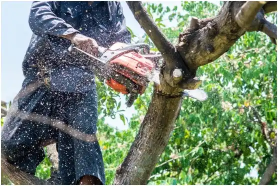 tree services Faulkton